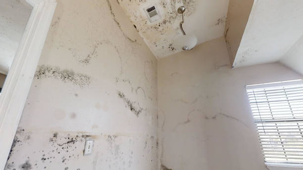 Best Basement Mold Removal  in San Gabriel, CA