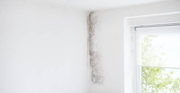 Best Black Mold Removal  in San Gabriel, CA