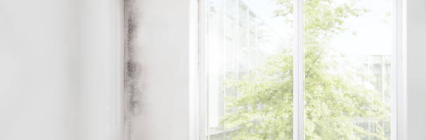 Best Mold-Related Health Consultation  in San Gabriel, CA