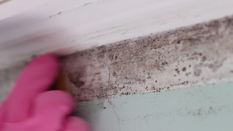 Best Mold Odor Removal Services  in San Gabriel, CA